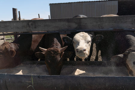 Dairy farm, feeding cows and bulls