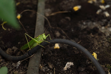 Green locusts in the garden on a bed with plants