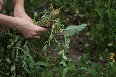 Cropped hand of a farmer flying a bed from weeds, the concept of natural farming, agriculture, the worker touches the crop and checks the sprouts, protects the ecology of cultivated crops.の写真素材
