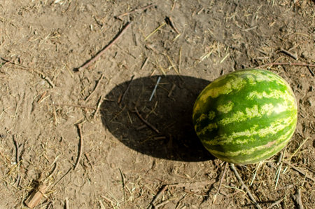 Ripe watermelon lies on the dusty groundの写真素材
