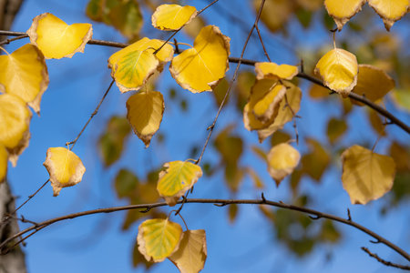 Birch branch with yellow leaves against sky. Yellow leaves on tree against blue sky in autumn forest. Close upの写真素材