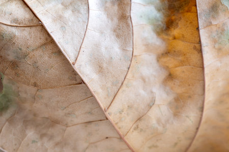 Very close macro shot of the texture of an autumn maple leaf. Close-up. Backdrop or background for your businessの写真素材