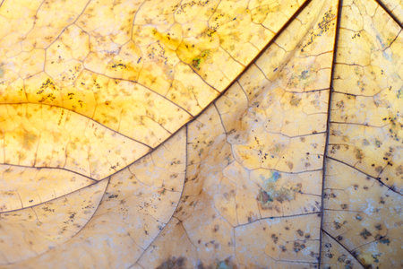 Very close macro shot of the texture of an autumn maple leaf. Close-up.の写真素材
