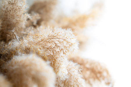 Bouquet of decorative dried pampas grass on a light background, close-up.の写真素材
