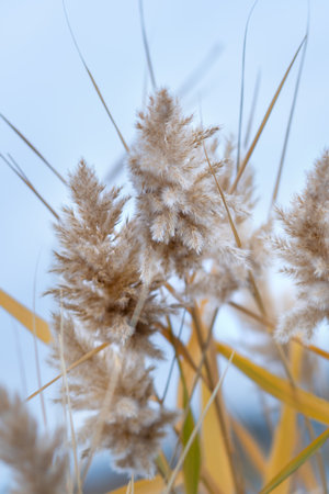 Common reed close-up. Natural diversity. Natural backgroundの写真素材