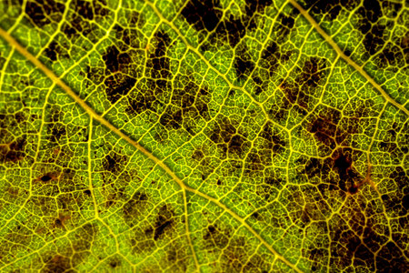 autumn leaves closeup. The skeleton of the leaves is translucent with visible poplar. Beautiful texture of dry autumn leaves in yellow and green colorsの写真素材