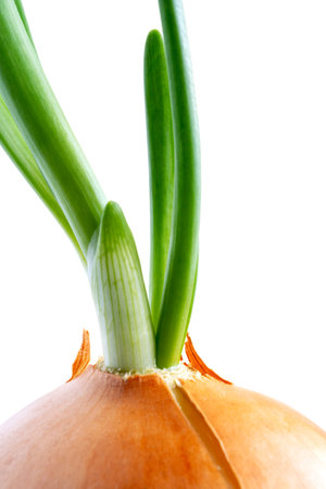 Sprouted onion sprouts isolated on white background close-up.の写真素材