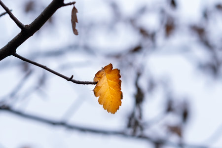 Last orange leaf on a tree branch against a cloudy sky