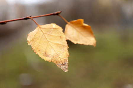 Birch branch with yellow leaves against sky. Yellow leaves on tree against cloudy sky in autumn...