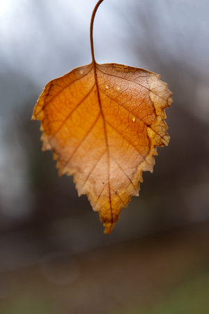 Birch branch with yellow leaves against sky. Yellow leaves on tree against cloudy sky in autumn...