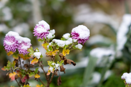 Bright chrysanthemums under the snowfall. Autumn flowers under the snowの写真素材