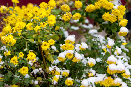 Bright chrysanthemums under the snowfall. Autumn flowers under the snowの写真素材