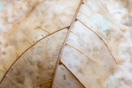 Very close macro shot of the texture of an autumn maple leaf. Close-up. Backdrop or background for...