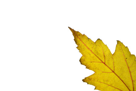 autumn maple leaf closeup. The skeleton of the leaves is translucent with visible veins and cells. isolated on white backgroundの写真素材