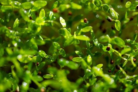 Caring for green young shoots, sprinkling with water