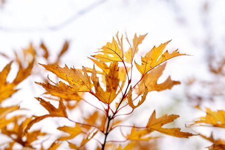 Beautiful autumn landscape with yellow trees and sun. Colorful maple foliage in the park. Natural...