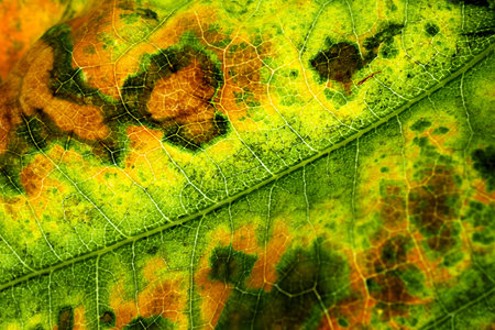 autumn leaves closeup. The skeleton of the leaves is translucent with visible oak. Beautiful texture...