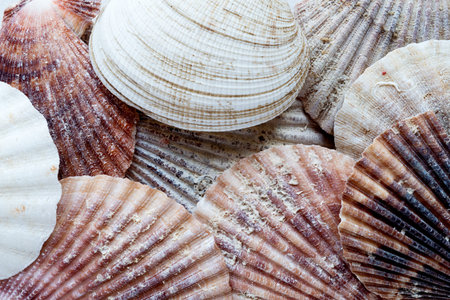 Summer flat lay, pile of colorful seashells close-up.