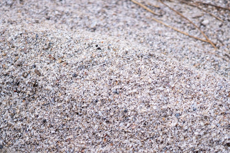 Shell Beach. Seashells Background with Text Spaceの写真素材