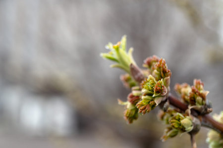 Close-up of ash tree buds blossoming