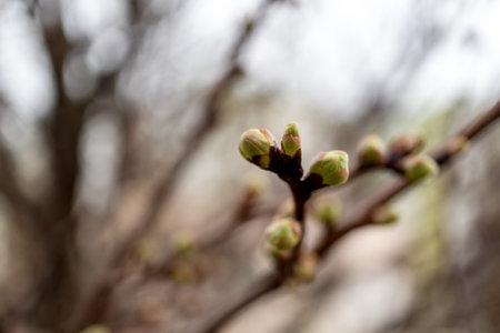 Green buds on a branch of a fruit tree sway in the wind on a cloudy dayの写真素材