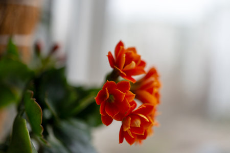 light orange or pale red flower with green leaves Kalanchoe Blossfeldの写真素材