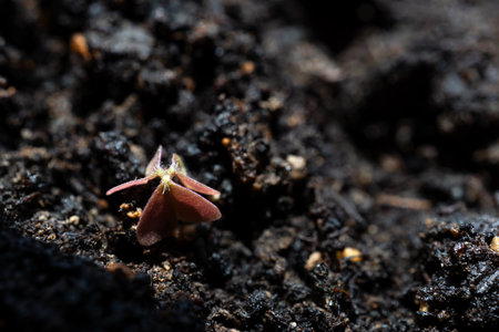 Oxalis with purple large leaves grows through the soilの写真素材