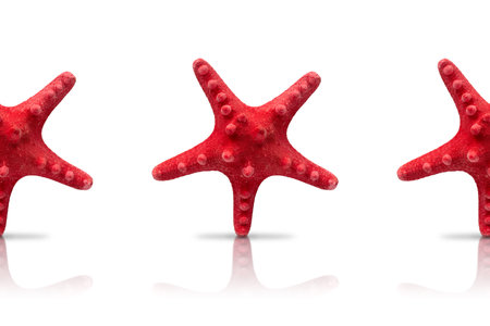 Red starfish isolated on white background with reflection and shadow.の写真素材