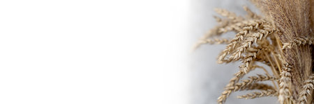 A bouquet of wheat stands on the window under the rays of the sun. Web banner with place for textの写真素材