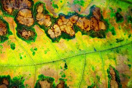 autumn leaves closeup. The skeleton of the leaves is translucent with visible oak. Beautiful texture...