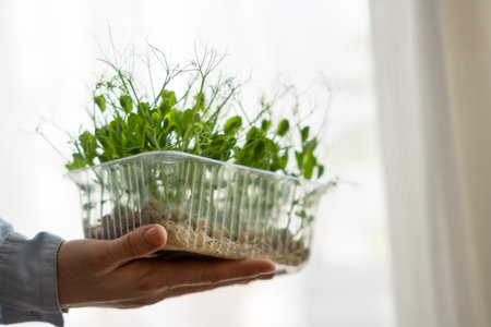 Superfoods. Pea microgreens in female hands. Woman grows microgreens at home. Healthy eating conceptの写真素材