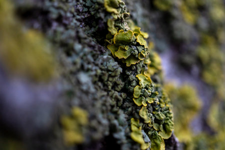 A close-up shot shows the rough texture of the bark of an old birch tree, highlighted by the green lichen on the trunk.の写真素材
