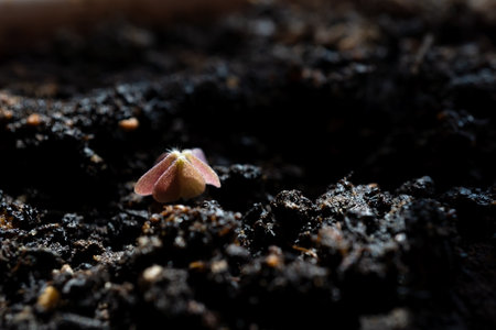 Oxalis grows through the soilの写真素材