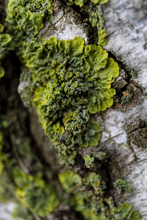 A close-up shot shows the rough texture of the bark of an old birch tree, highlighted by the green...
