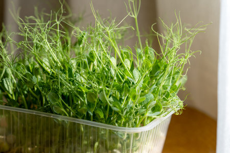 Superfoods. Growing microgreens at home. Pea microgreens grown at home sit in a container on a kitchen counter. Healthy eating conceptの写真素材