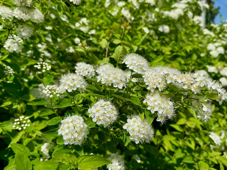 Spiraea multiflora white blooms on a warm sunny day. High quality photoの写真素材