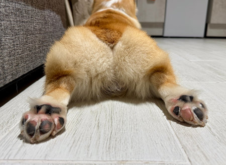 A happy corgi is relaxing at home with its paws outstretched. High quality photoの写真素材