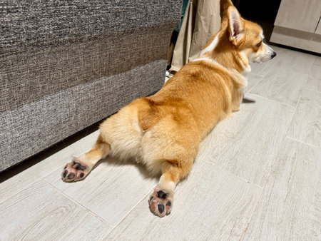 A happy corgi is relaxing at home with its paws outstretched. High quality photoの写真素材