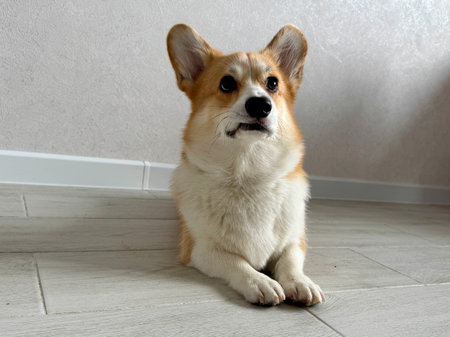 A serious corgi is relaxing at home . High quality photoの写真素材