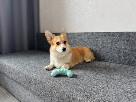 A serious corgi is relaxing on a gray sofa at home with his toy. High quality photoの写真素材