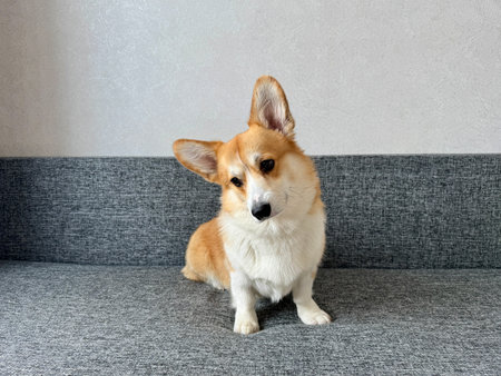 A serious corgi is relaxing on a gray sofa at home. High quality photoの写真素材