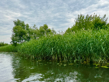 A pleasant walk along the river on a summer day. High video 4kの写真素材