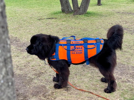 A rescue dog in an orange rescue vest stands on a lawn in summer. High quality photoの写真素材