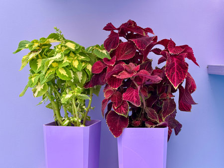A coleus plant in a pot on a monochrome background. High quality photoの写真素材