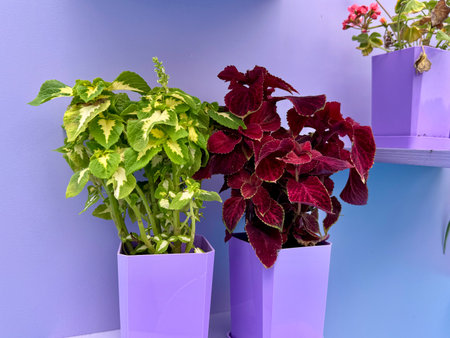 A coleus plant in a pot on a monochrome background. High quality photoの写真素材
