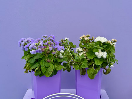 ageratum plant in a pot on a monochrome background. High quality photoの写真素材