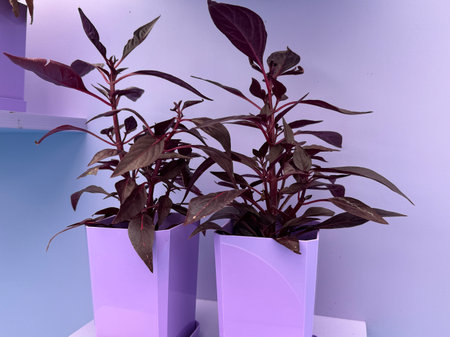 Cordylina Fruticosa Mambo plant on a colored background . High quality photoの写真素材