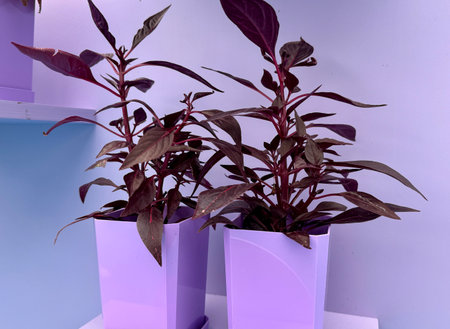 Cordylina Fruticosa Mambo plant on a colored background . High quality photoの写真素材