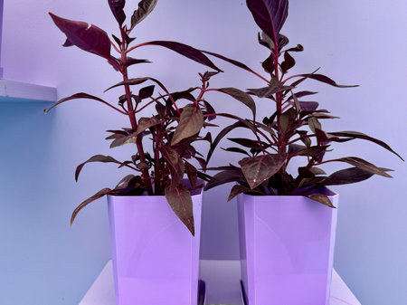 Cordylina Fruticosa Mambo plant on a colored background . High quality photoの写真素材