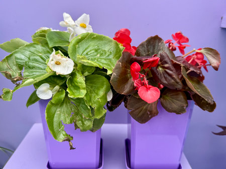 The plant is an ever-blooming begonia on a colored background. High quality photoの写真素材